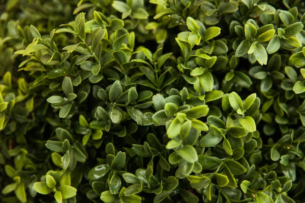 Bakgrund Grönt Sommargräs — Stockfoto