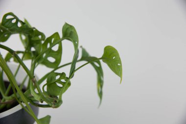 Beyaz arka planda saksıdaki canavar çiçeği. Ev için çiçekler..