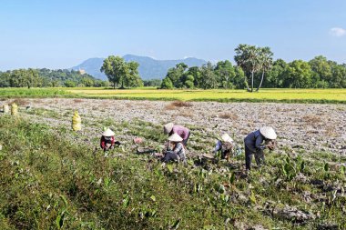 Tri Ton 'da tarım hasadı