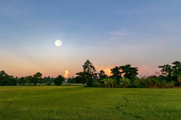 A super moon at dawn on an field in An Giang, Vietnam.