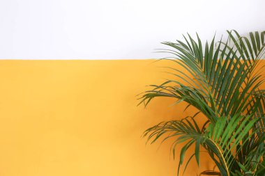 Beyaz duvarın önüne bitki, odanın içine yeşil renkli bitki.