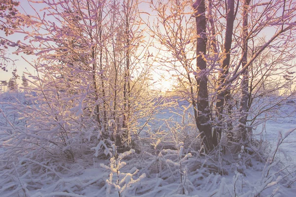 Um dia ensolarado na floresta de inverno — Fotografia de Stock