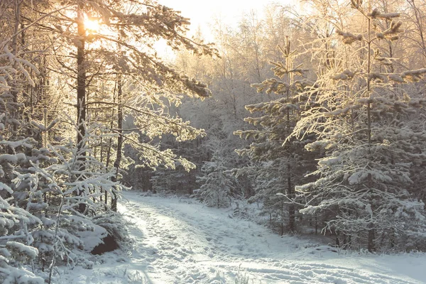 Солнечный день в зимнем лесу — стоковое фото