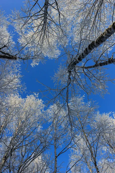 Fantastisk vinterskog, Leningrad-regionen, Russland – stockfoto