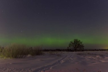 bir arka plan Kuzey ışıkları, asırlık yalnız meşe