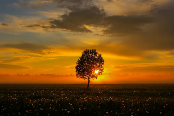 silhouette of a lonely tree at sunrise. Russia