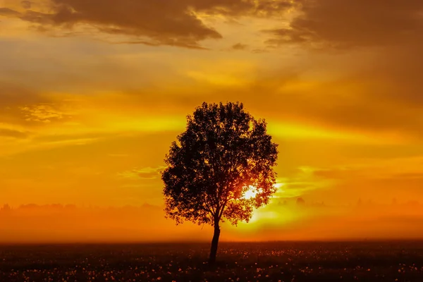 silhouette of a lonely tree at sunrise. Russia