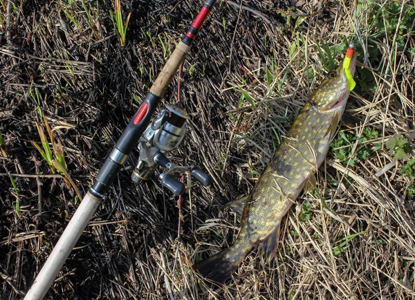 Sport Fishing Spinning — Stock Photo, Image