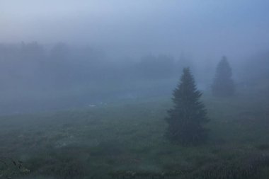 puslu sabah orman Nehri üzerinde