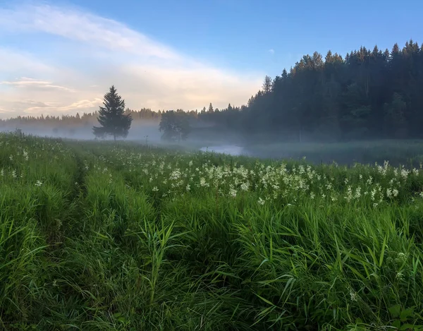 Mlhavé ráno na lesní řeky — Stock fotografie