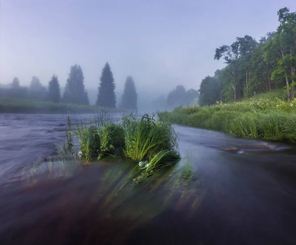 Mlhavé ráno na lesní řeky — Stock fotografie