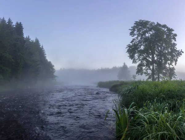 Mlhavé ráno na lesní řeky — Stock fotografie