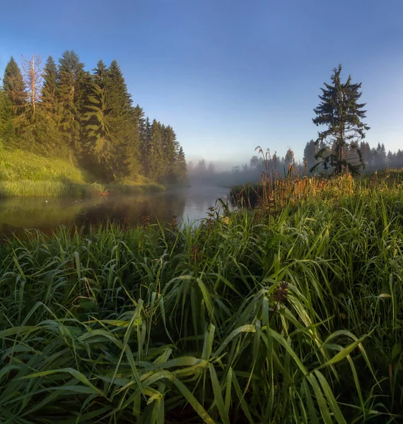 Mlhavé ráno na lesní řeky — Stock fotografie