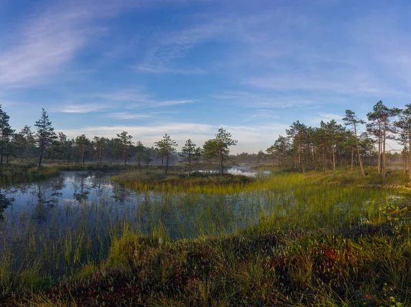 Sunrise in het moeras — Stockfoto