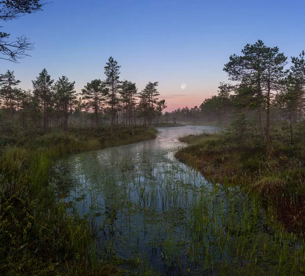 Maansondergang in het moeras — Stockfoto