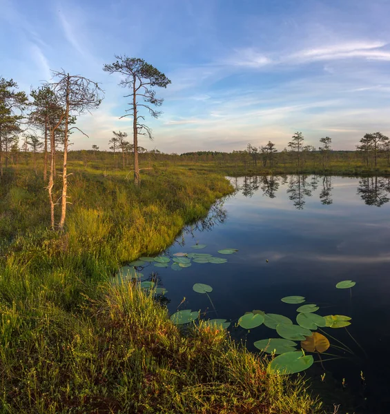 Bataklıkta gündoğumu