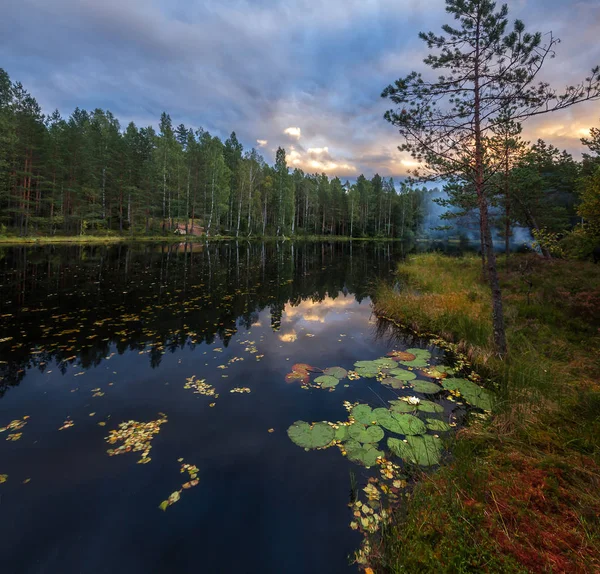 Rano w bagnie — Zdjęcie stockowe