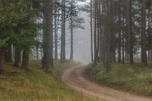 Forêt Brumeuse Région Leningrad Russie — Photo