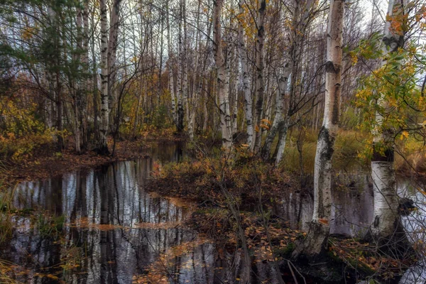 Herbst-Birkenhain — Stockfoto