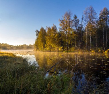 Sunrise orman göl kenarında. Vepsian orman. Leningrad oblast. Rusya
