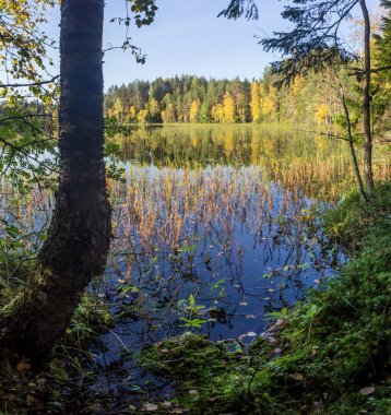 Sunrise orman göl kenarında. Vepsian orman. Leningrad oblast. Rusya