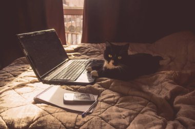 bir dizüstü bilgisayarda çalışan siyah kedi