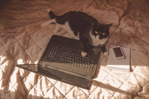 black cat working on a laptop