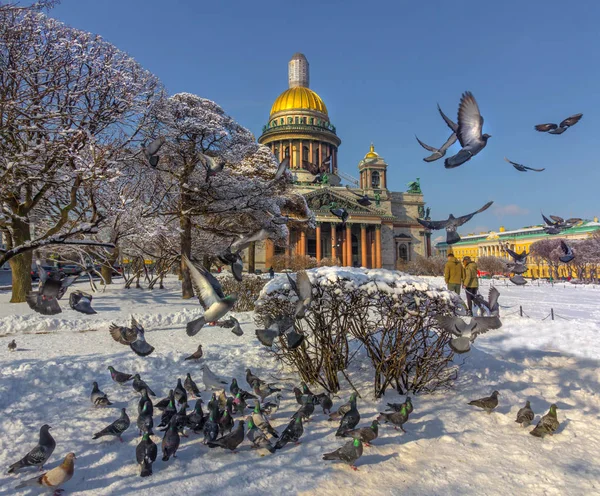 Flock Pigeons Square Isaac Cathedral Saint Petersburg Russia — Stock Photo, Image