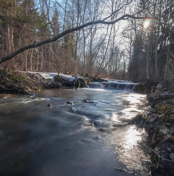 Sunny Spring Day Forest River Leningrad Region Russia — Stock Photo, Image