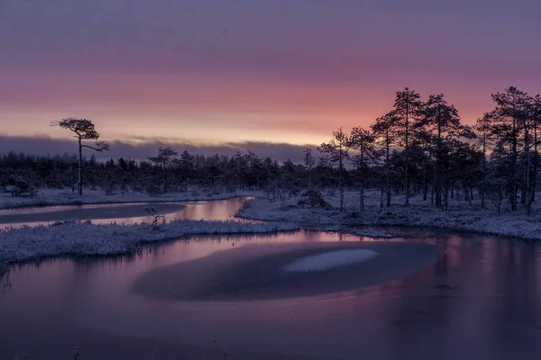 レニングラード地方の冬の沼に沈む夕日 ロシア — ストック写真