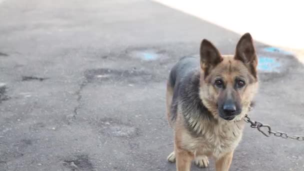 Berger allemand chien sur la chaîne jour d'été — Video