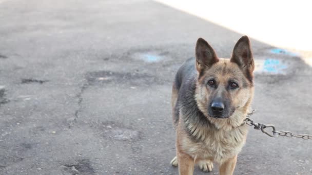 Schäferhund an der Kette Sommertag — Stockvideo