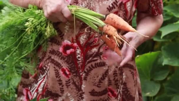 Cosechar zanahorias con tapas en manos femeninas en el jardín — Vídeos de Stock