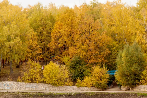 Beautiful orange forest in autumn park in October — Stock Photo, Image