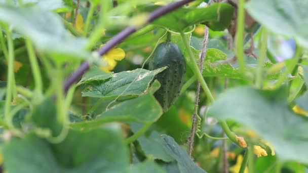 Concombre frais sur la vigne dans le potager — Video