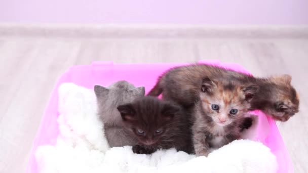 Cute little kittens — Stock Video