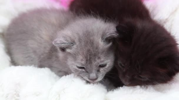 Cute little kittens — Stock Video