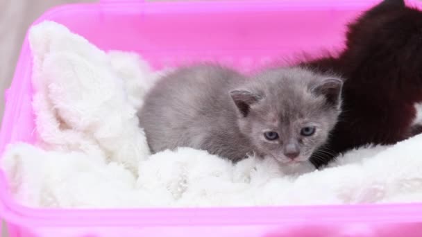 Słodkie małe kociaki — Wideo stockowe
