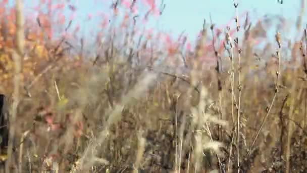 Oude verdord gras in het veld zwaaiend in de herfst wind — Stockvideo