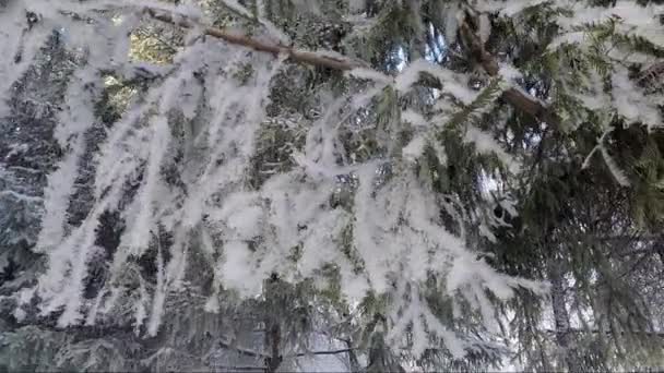 美丽的雪覆盖冷杉枝结霜。冬季自然 — 图库视频影像