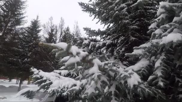 Vinter blåsigt naturpark — Stockvideo