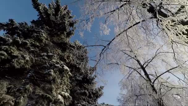 Зимний красивый пейзаж природы и неба — стоковое видео