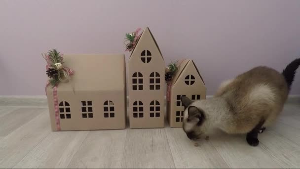 Главная Сиамская кошка и картонный домик в комнате — стоковое видео