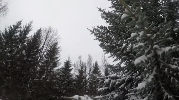 Snow-covered fir trees in the park — Stock Video