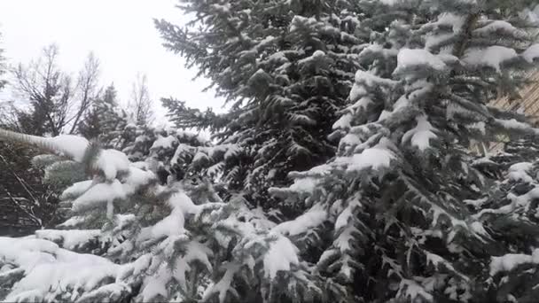 Besneeuwde spar takken in de winter — Stockvideo