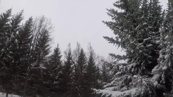 Pinheiros cobertos de neve no parque de inverno — Vídeo de Stock