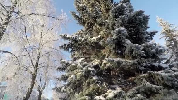 Zima Krajobraz na zimny dzień słoneczny — Wideo stockowe