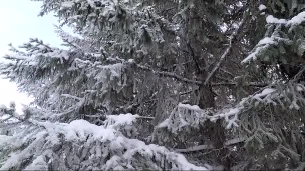 Зимний пейзаж морозного дня — стоковое видео