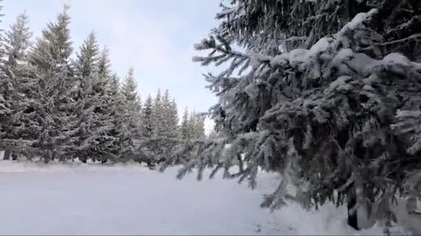 Os ramos de abeto na geada em um dia de inverno — Vídeo de Stock