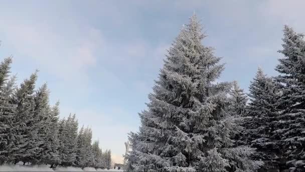 Paysage hivernal en journée givrée — Video